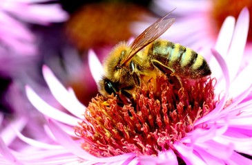 honeybee on an autumn flower