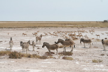 Fototapeta na wymiar Zebras beim Grasen