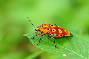 Colorful Shield Bug On A Leaf