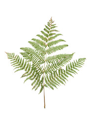 Fern leaf