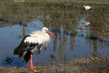 Störche nahe Dalyan - Türkei