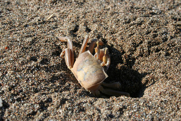 Krabbe am Strand von Dalyan - Türkei