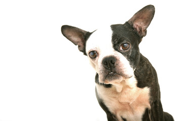 Boston terrier