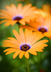 Close up shot of Orange daisy flowers