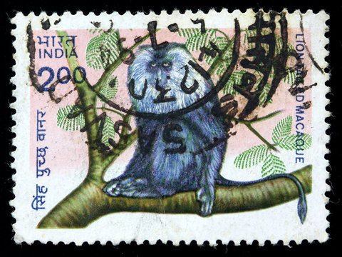 Lion tailed Macaque, India circa