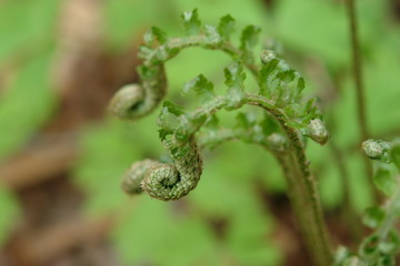 a flowering fern