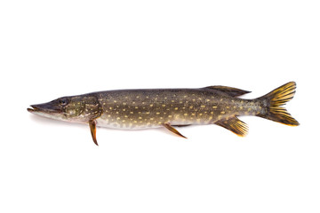 Pike