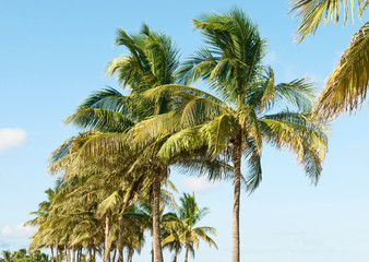 Palms trees on the beach during bright day