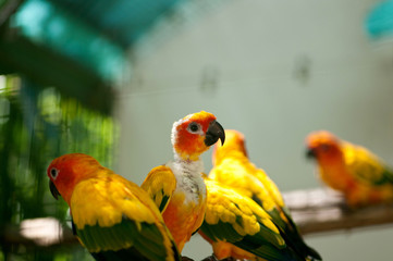 Colourful parrot bird sitting on the perch
