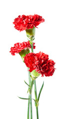 Three Red Carnation on White background
