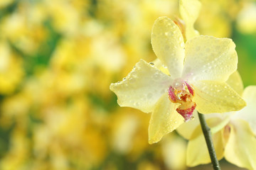 Close-up of orchid.