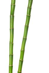 Fototapeta premium bamboo