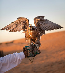 Hunting falcon