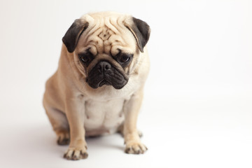 pug