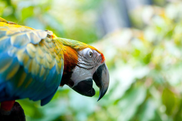 Colourful parrot bird sitting on the perch