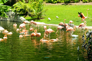 Pink lamingoes on the bright summer day
