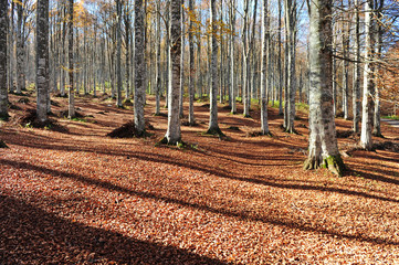 faggi del cansiglio 247