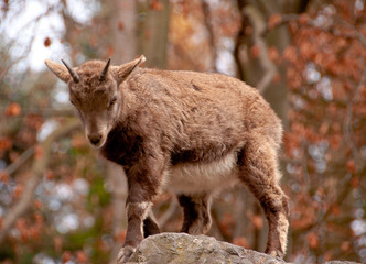 Steinbockkitz bei Kletterübung