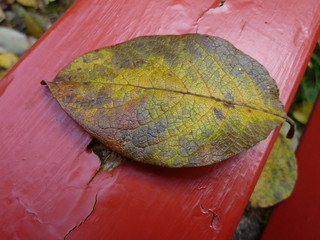 Herbstblatt auf roter Bank