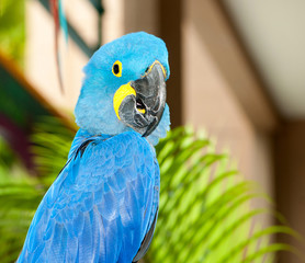 Colourful parrot bird sitting on the perch