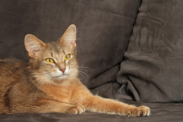 Somali allongé sur un canapé