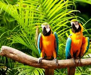 Tragetasche Bunter Papageienvogel, der auf der Stange sitzt © Elnur