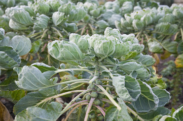 Sprouts plants in a vegetable garden bed
