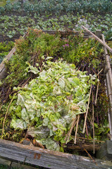 Lettuce leaves on a compost heap