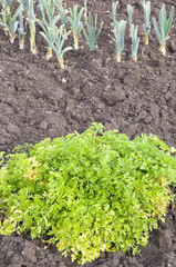 Leek and parsley in a vegetable garden bed