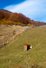 Rural landscape with a cow