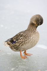 Mallard