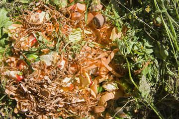 Carrot peelings on a compost heap