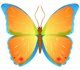 Color vector butterfly