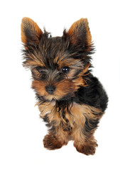 Puppy of the Yorkshire Terrier