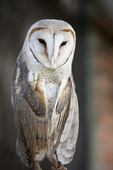 Barn owl.