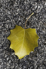 abandoned leaf