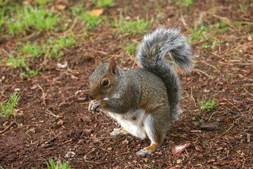 squirrel