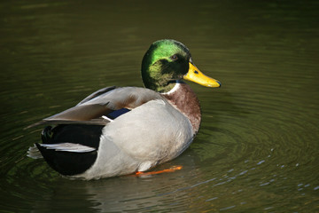 mallard duck