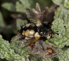 Tachinid Fly