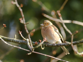 Fringilla coelebs (m) - Pinson des arbres mâle