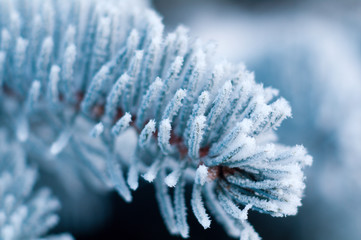 Winter frost on spruce tree close-up