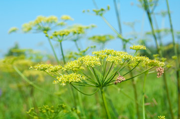 Angelica plan. Close-up