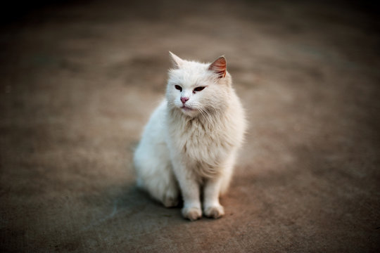 Asil kedi