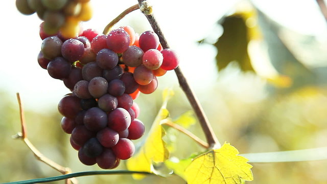 Vine Stock