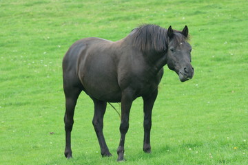Rappe black horse