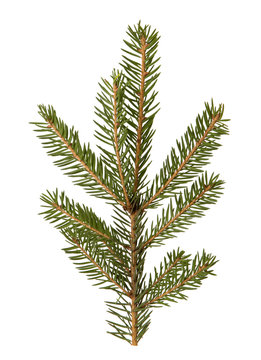 spruce twigs