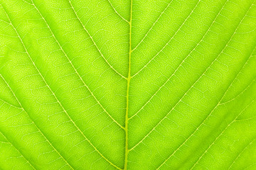 chestnut leaf texture