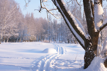 Trails in the snow in the park