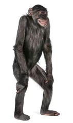 Crédence de cuisine en verre imprimé Singe Mixed-Breed monkey between Chimpanzee and Bonobo