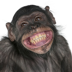 Close-up of Mixed-Breed monkey between Chimpanzee and Bonobo - obrazy, fototapety, plakaty